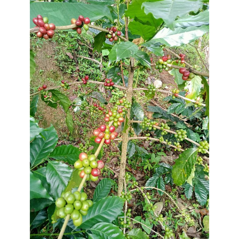 

Buah kopi per 1kg