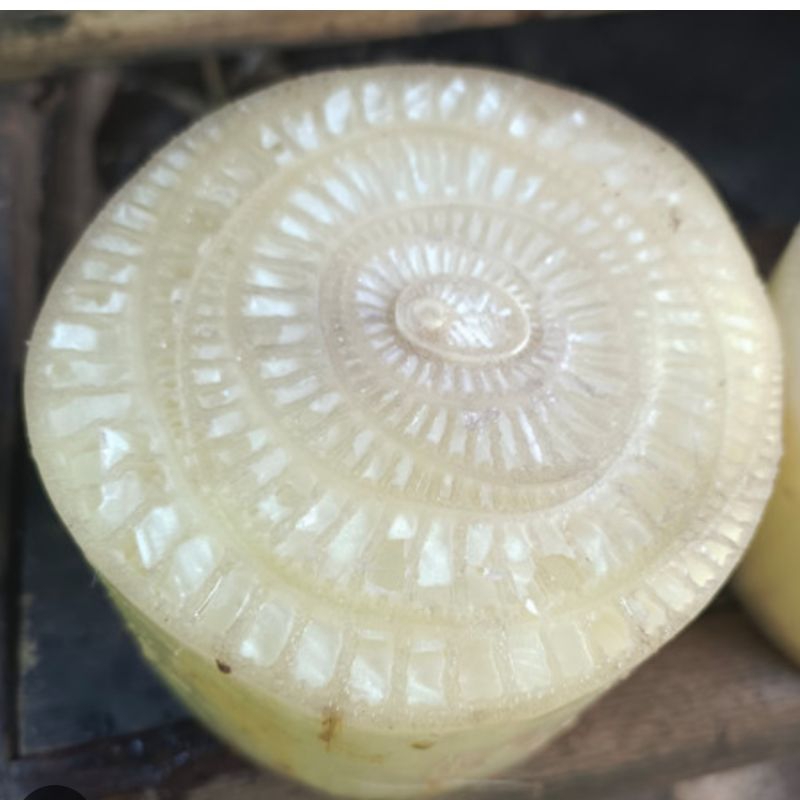 

gedebog ati pohon pisang segar 1 kg