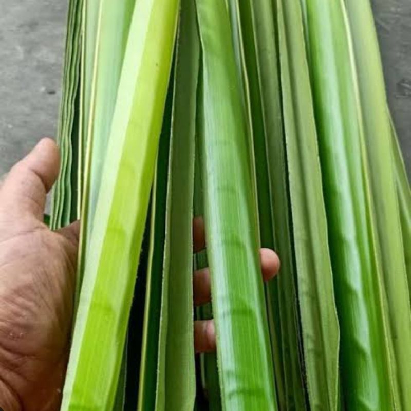 

Daun kelapa hijau segar 25 batang