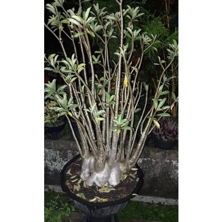 Adenium Jumbo Kamboja Besar Kamboja Jepang Arabicum Adenium