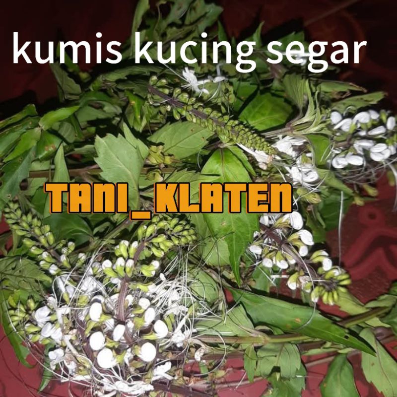 

Daun Kumis Kucing segar