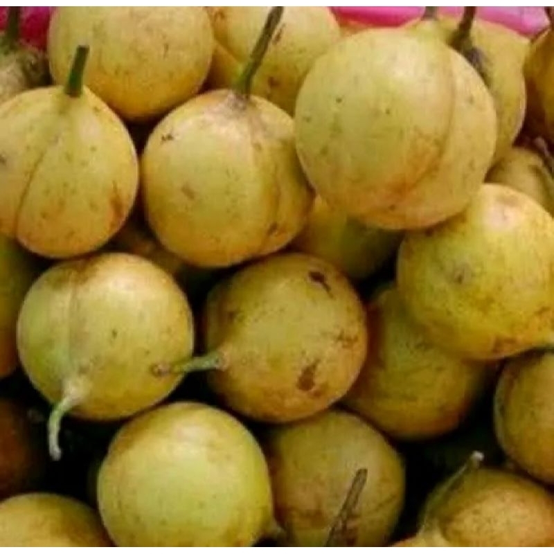 

Buah Pala Segar Dan Press Baru Dipetik neto 500 Gram