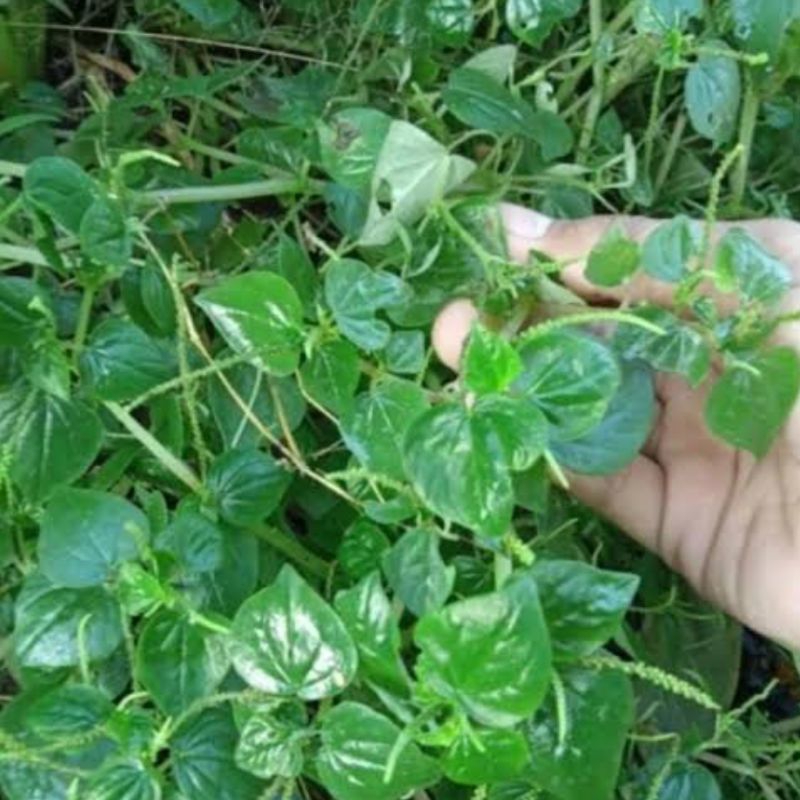 

Daun sirih Cina segar petik langsung paket 1 kg