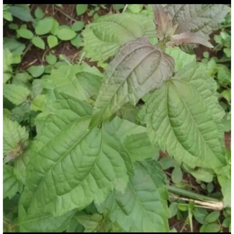 

daun balakacida daun ki rinyuh 1 kg
