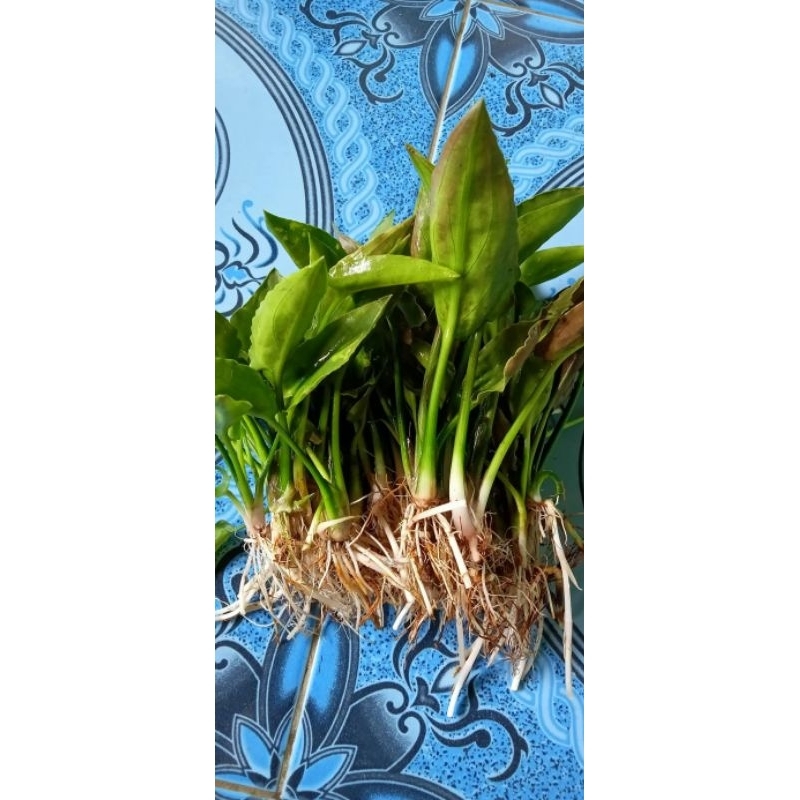 Cryptocoryne pontedifolia green