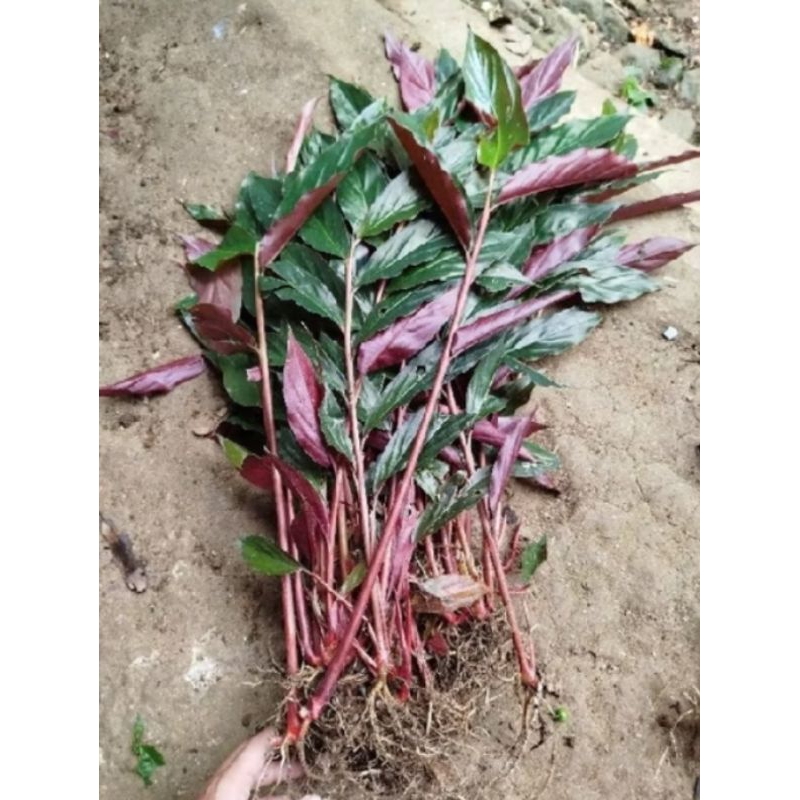 Bibit kecombrang merah