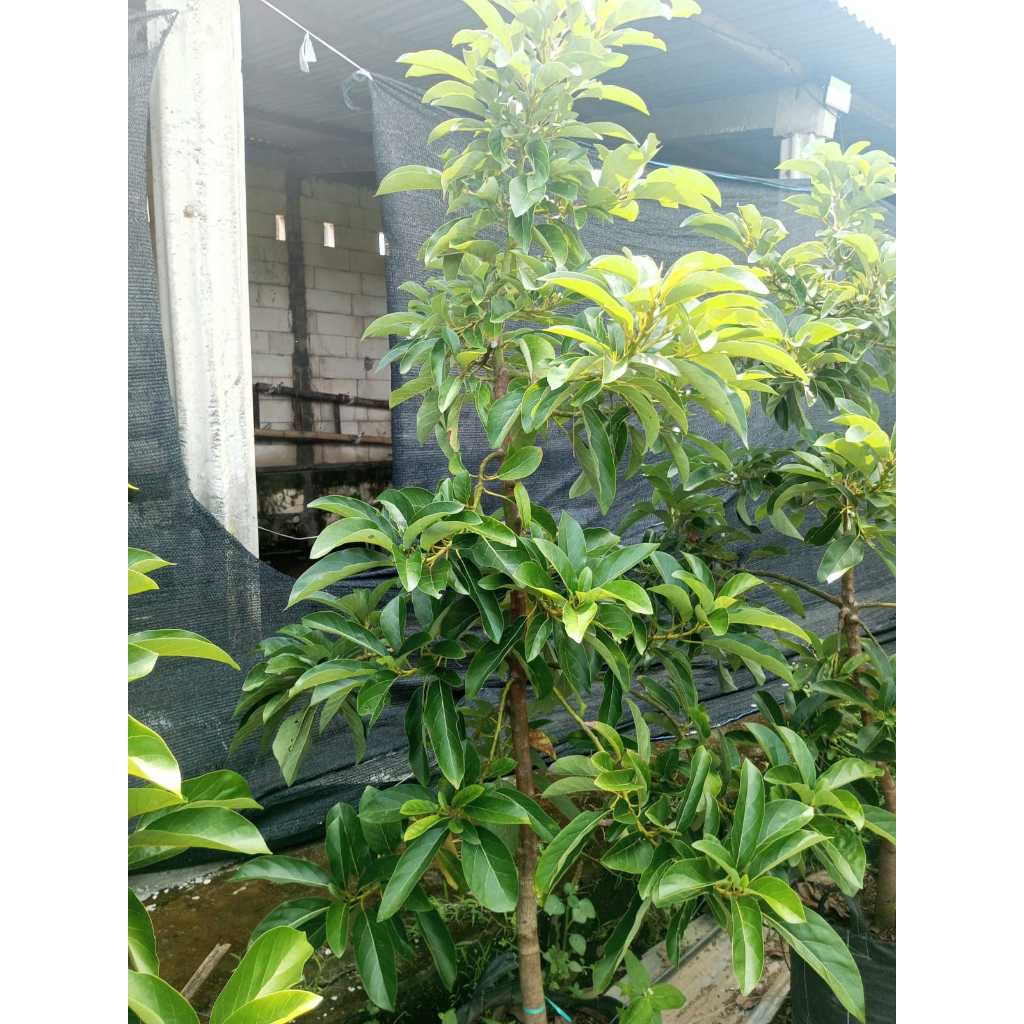 Bibit Alpukat Indukan MIKI/ALIGATOR/KELUD/MARKUS siap Berbunga - PACKING KAYU [50KG]