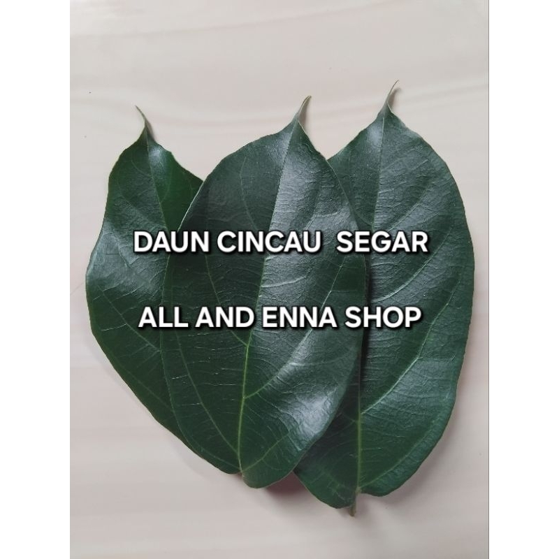 

Daun cincau segar Rp 100/lembar