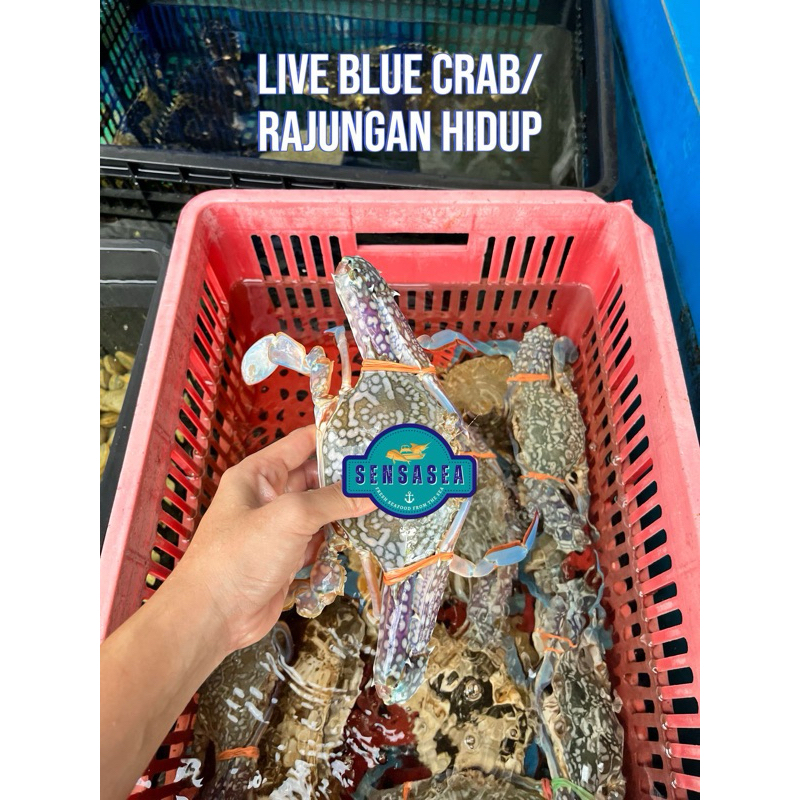 RAJUNGAN HIDUP SIZE M (ISI 6EKOR) / BLUE CRABS