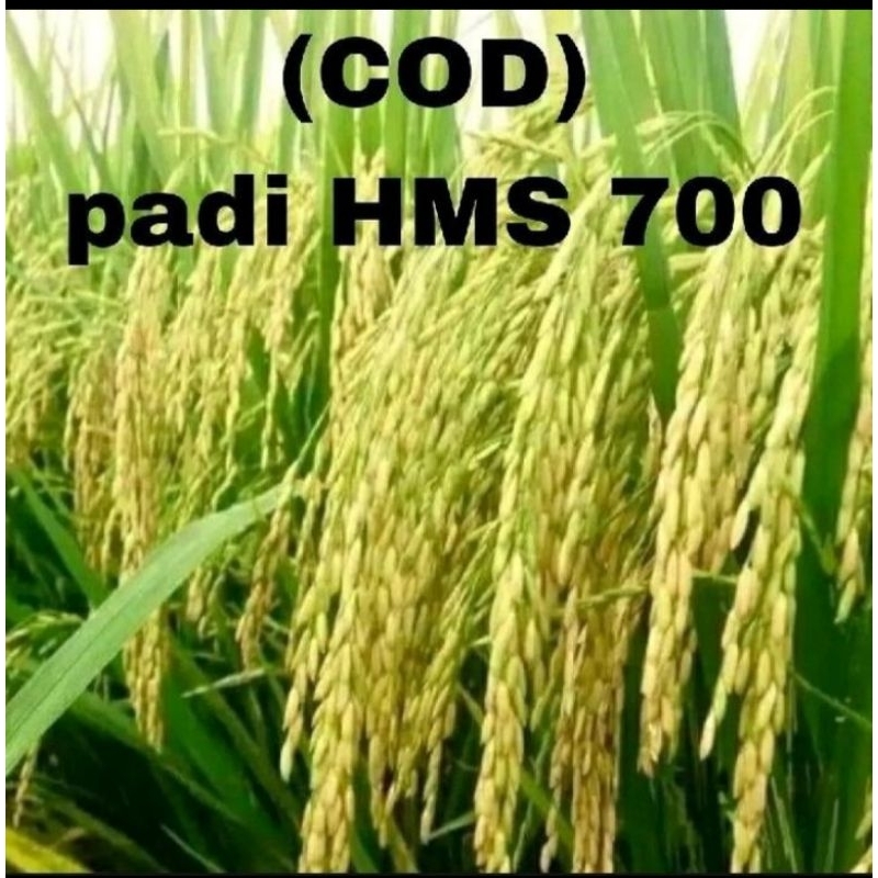BENIH PADI HMS 700 KEMASAN 1KG