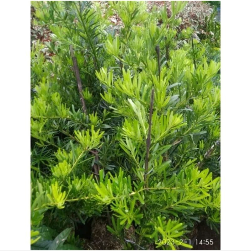 Lohansung mawar bahan bonsai