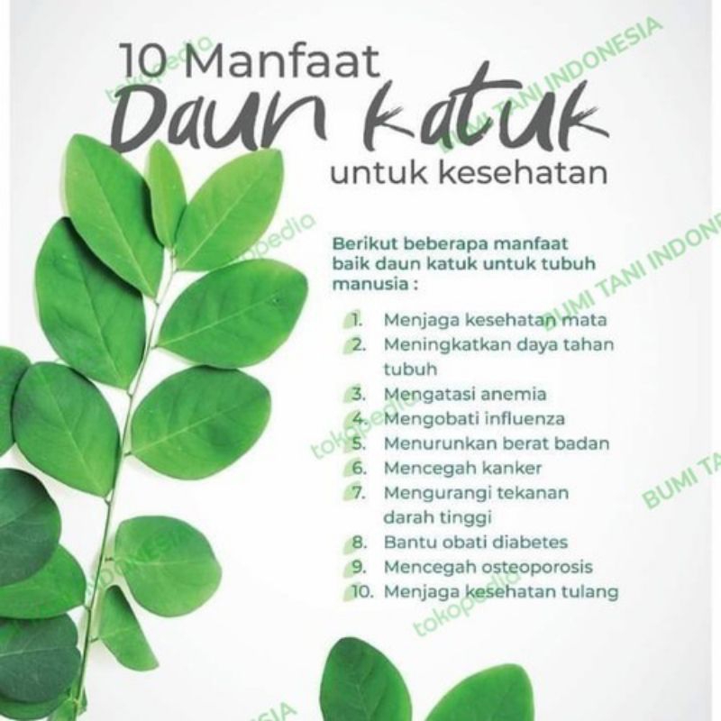 

Daun katuk segar perikat cocok untuk ibu menyusui