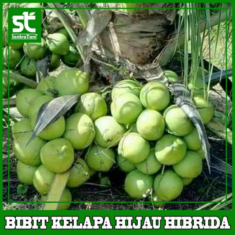 Jual Bibit Kelapa Wulung HIBRIDA.