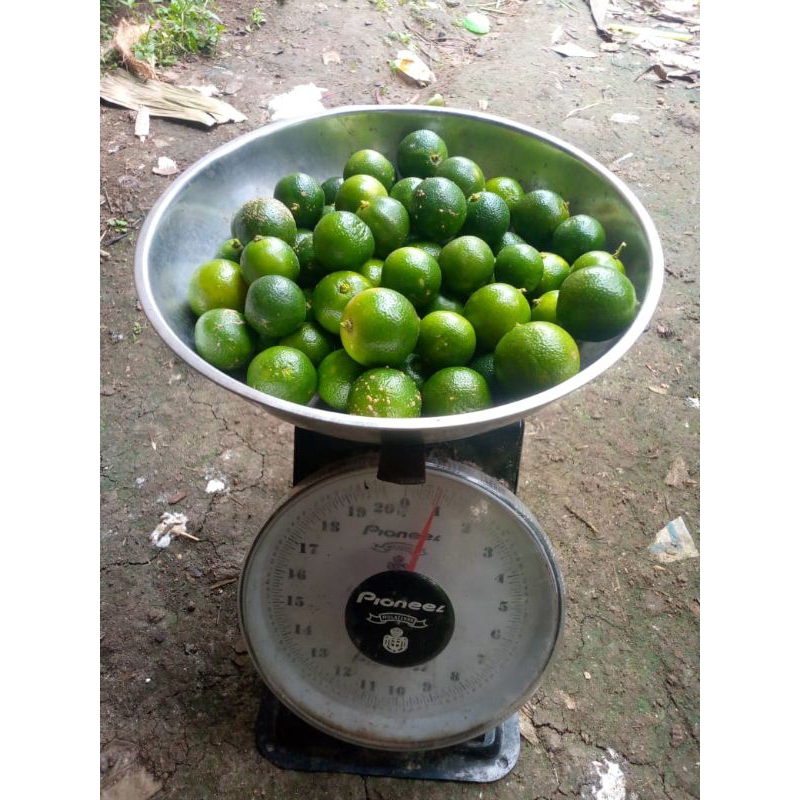 

1kg jeruk songkit pres segar.kasturi.lemon.cui.mantul