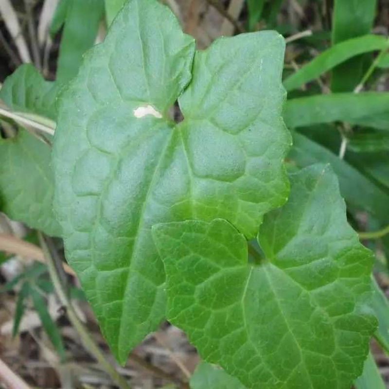 

daun sembung rambat segar