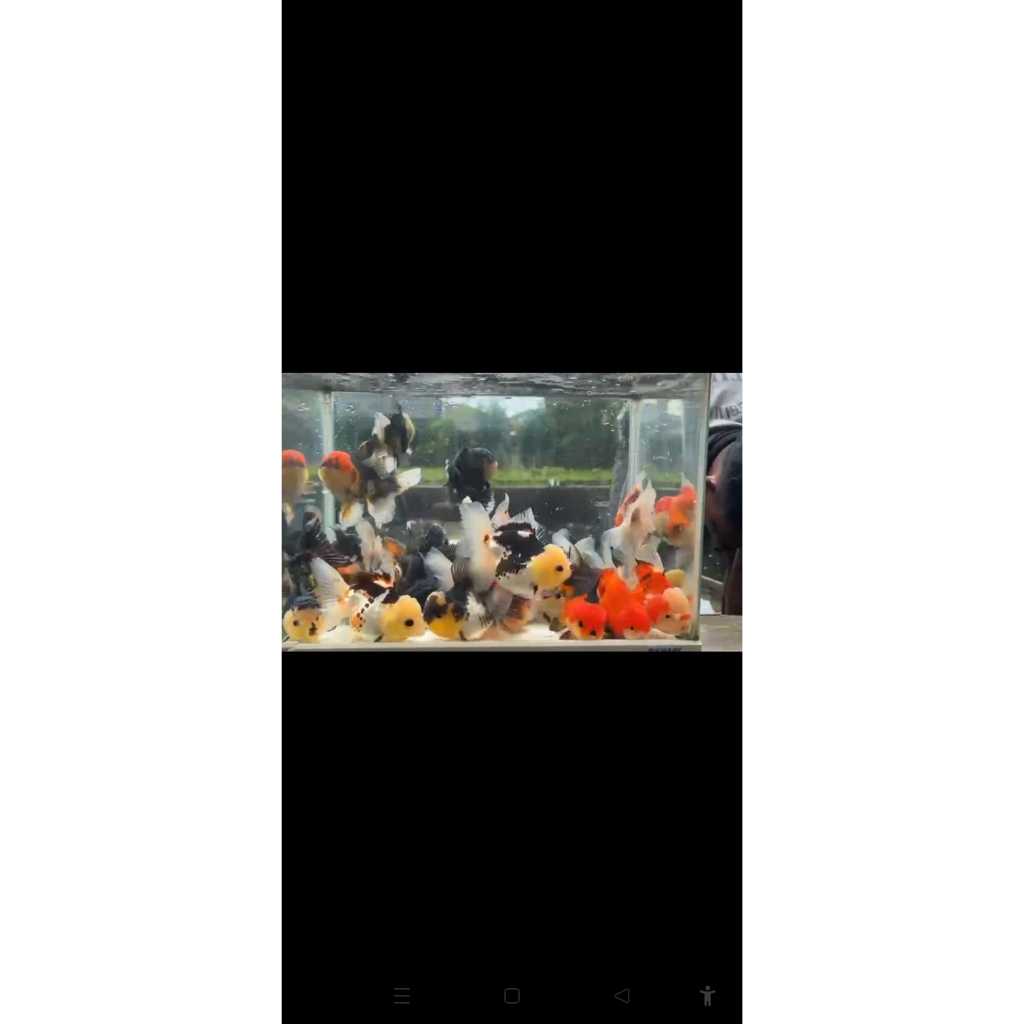 goldfish oranda panda 3colour6-7 cm 1 pcs bonus pelet