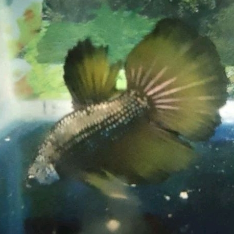 M+ Cupang HM Gold Copper Dragon *Instant Makassar*