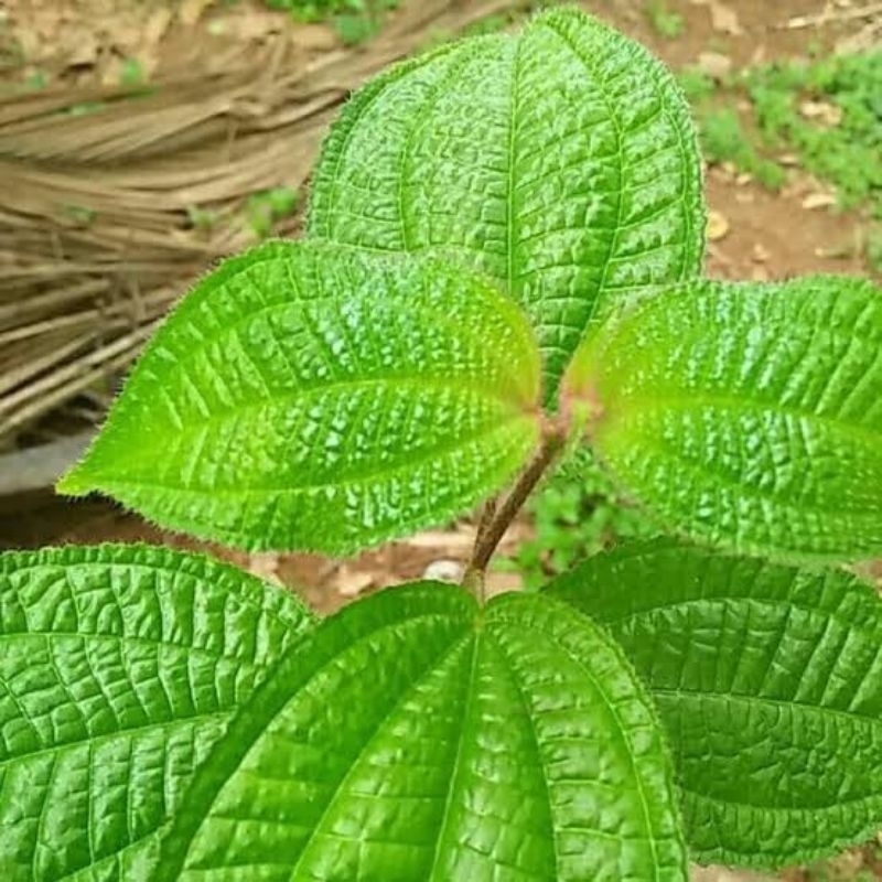 

Daun Harendong Senduduk Bulu Segar Fresh kemasan 500 gram { GOS } Langsung petik saat orderan masuk