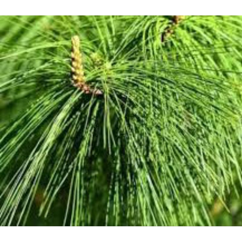 

Daun Pinus Segar 500Gr/1Kg Obat. Herbal. Tradisional