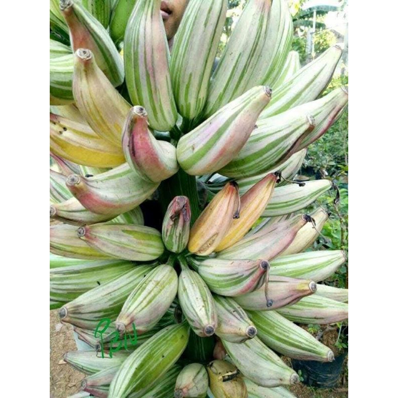 bibit Pisang Varigata