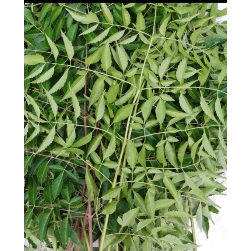 

daun mindi daun mini obat diabetes 1kg