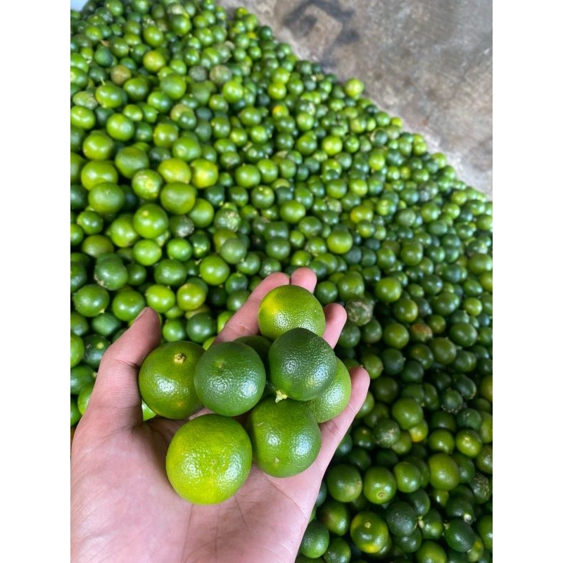 

jeruk peras Sonkit ,jeruk kunci,kasturi 500 g