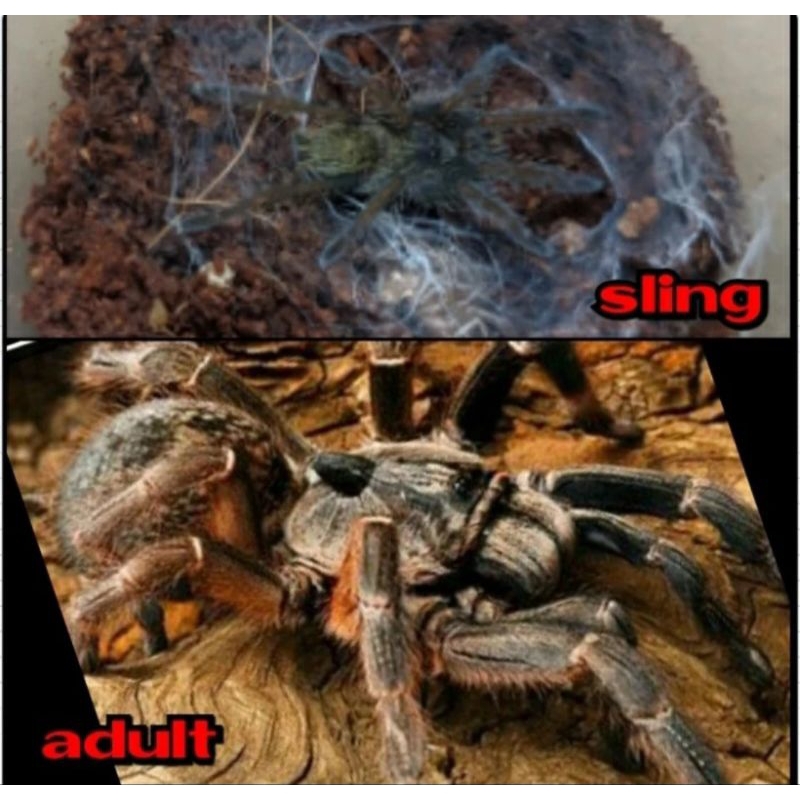 Mainan Tarantula Ceratogyrus Darlingi