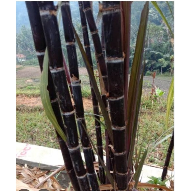 

Jual murah tebu hitam atau tebu ireng per 500gram