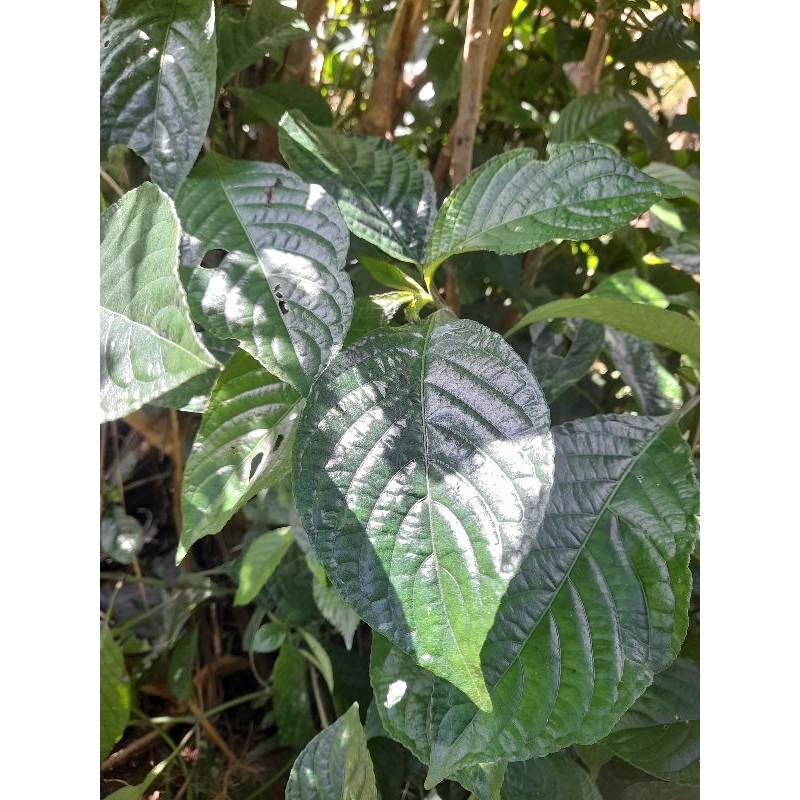 

Jual daun keji beling atau pecah beling 1 kg