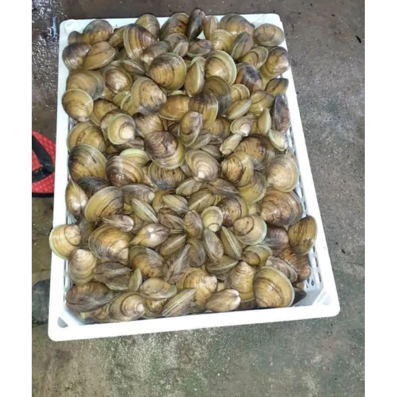 

Kepah segar hidup segar fresh pasar flamboyan 500gram