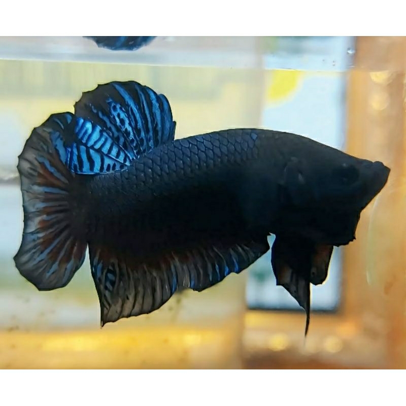 Bagan Cupang Aduan Fighter