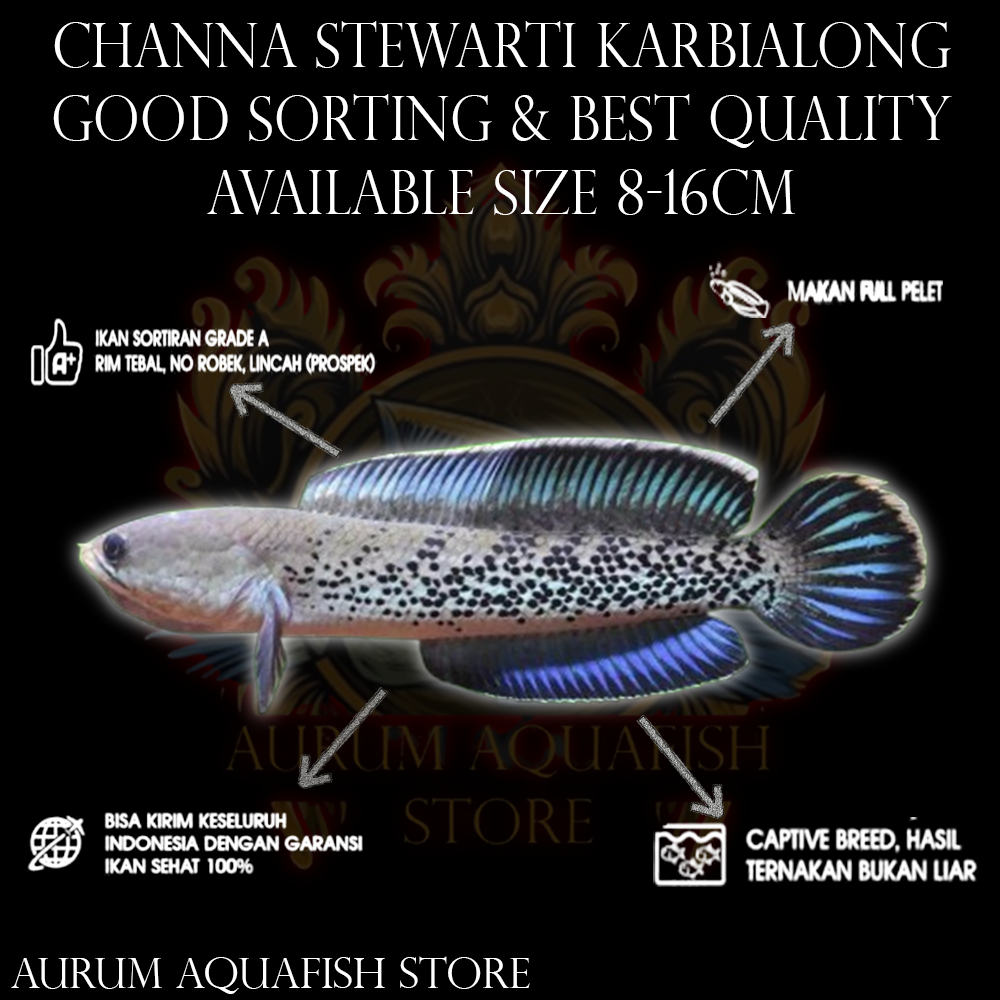 Stiker Tempel Channa Stewarti Karbialong CB - WC Full Dot Sortiran Keras - Channa Gabus Hias - Aurum