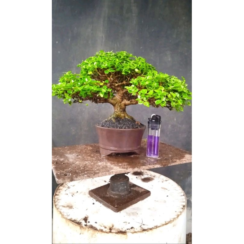 Tanaman hias bonsai sancang mame variegata
