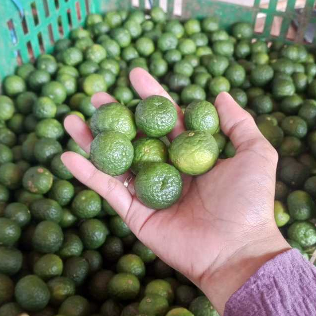 

Jeruk Limau 1kg Jeruk Sambal Fresh Petik Murah