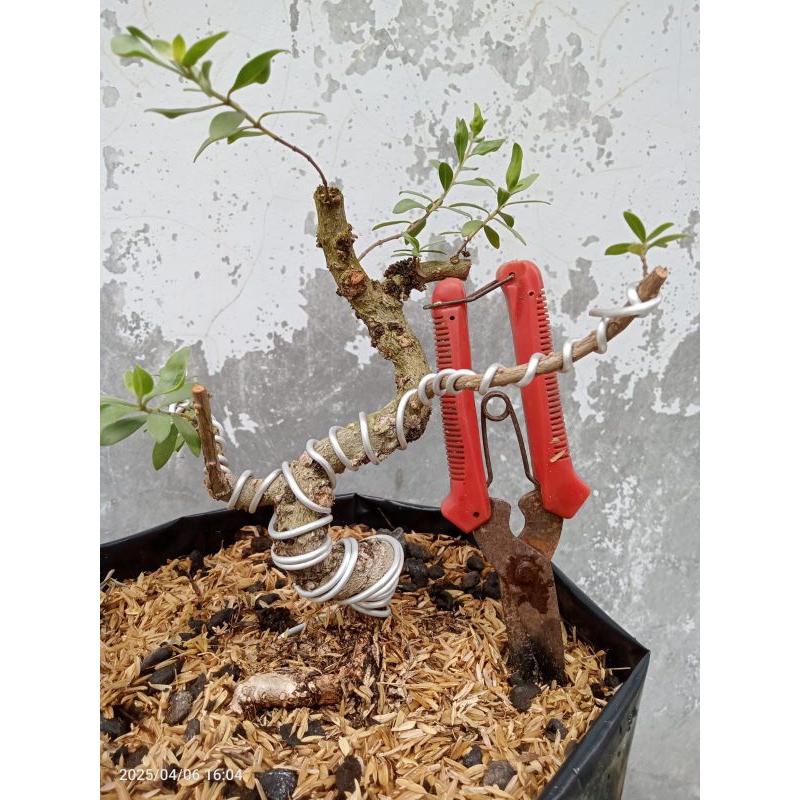 Bahan Bonsai Santigi