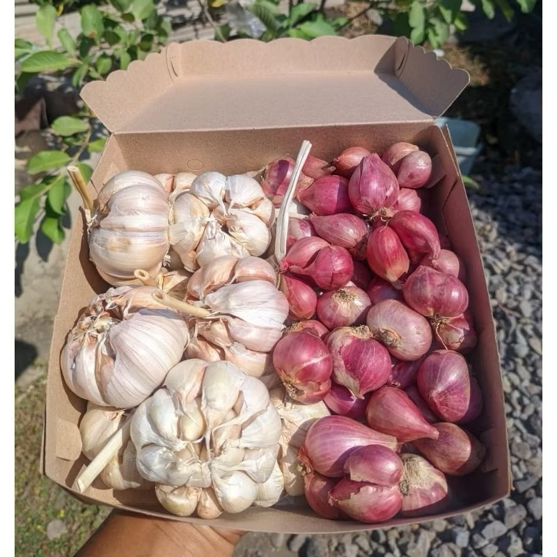 

BAWANG MERAH + BAWANG PUTIH MURAH