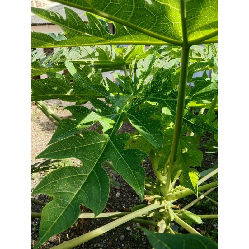 

daun pepaya segar per lembar