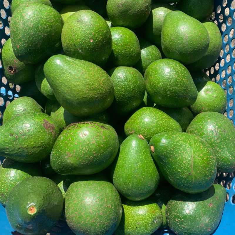 

Alpukat Mentega Jumbo lokal 1 kg isi 2-3-4