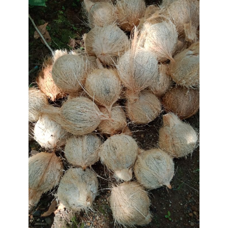 

Buah kelapa