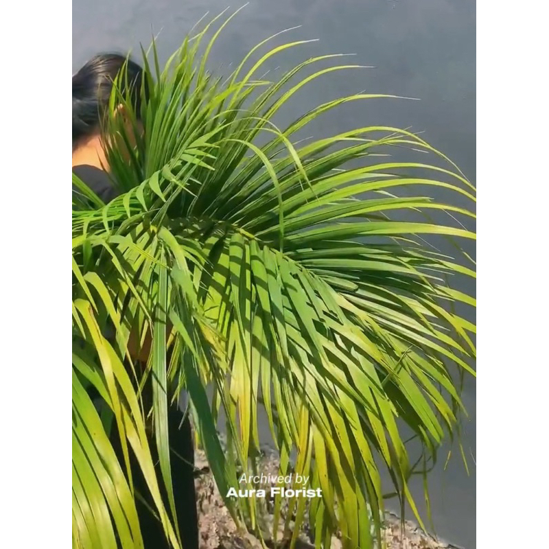 

Daun Potong Segar Palem Kuning