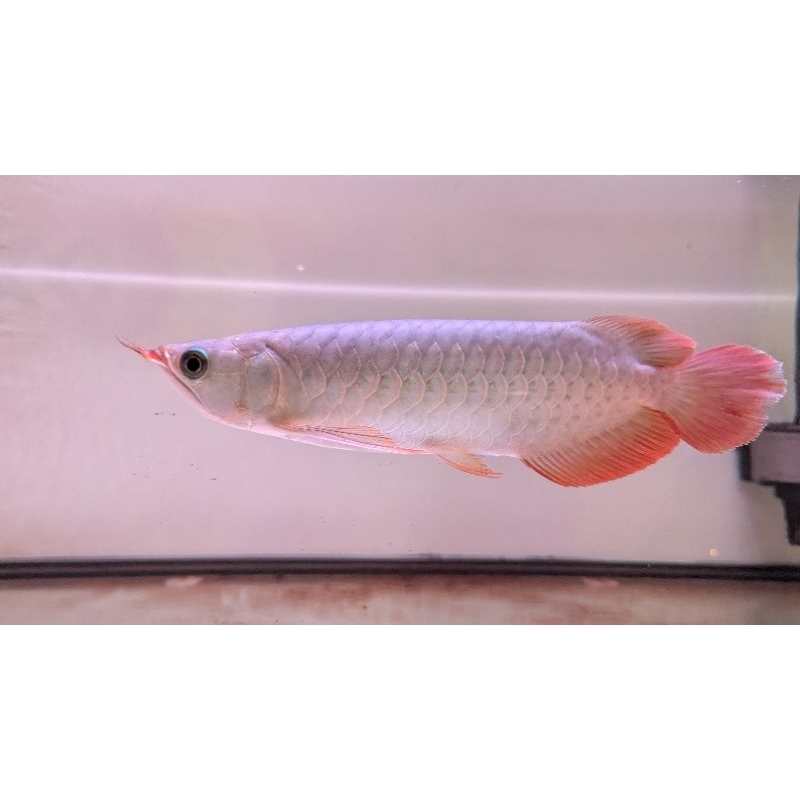 Arwana Arowana Super Red 25-28cm