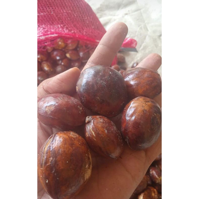 

jengkol tua rendang