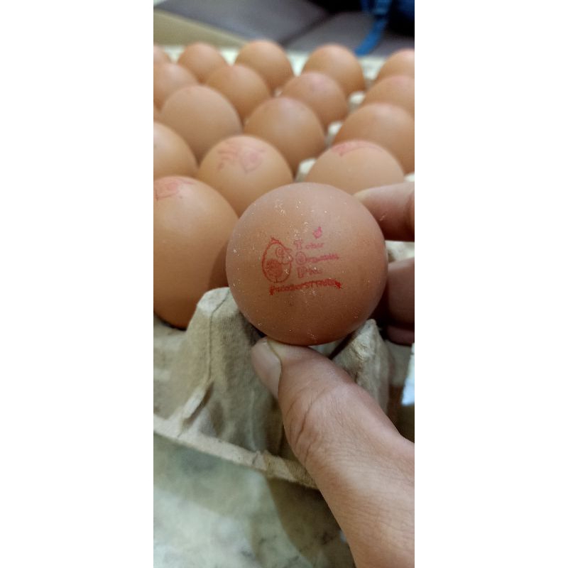 

Telur Omega 3 Top organik JUMBO