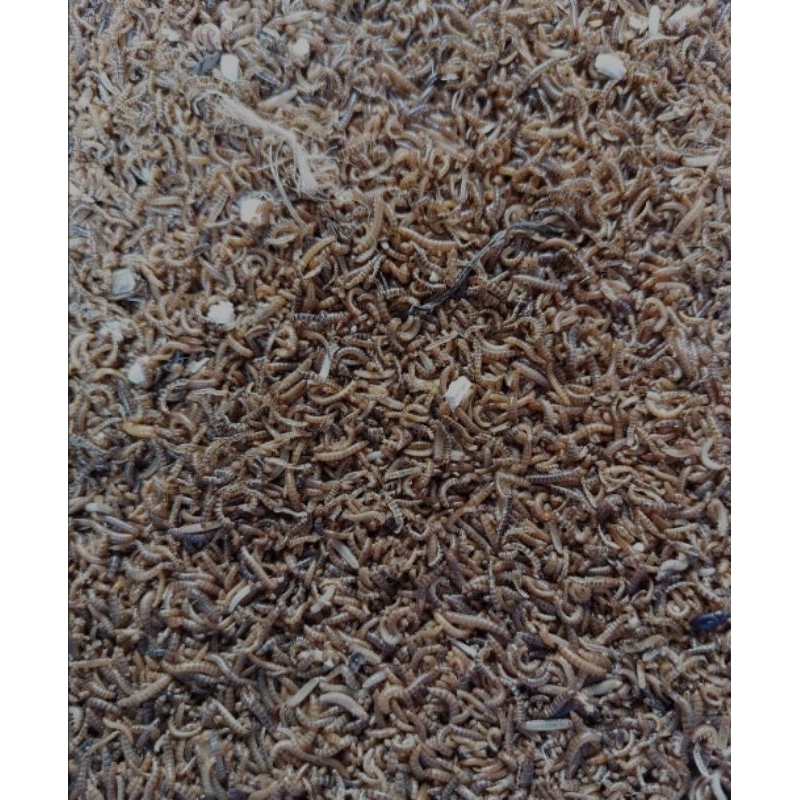 ULAT KANDANG HIDUP UNTUK PAKAN IKAN/BURUNG/REPTILE