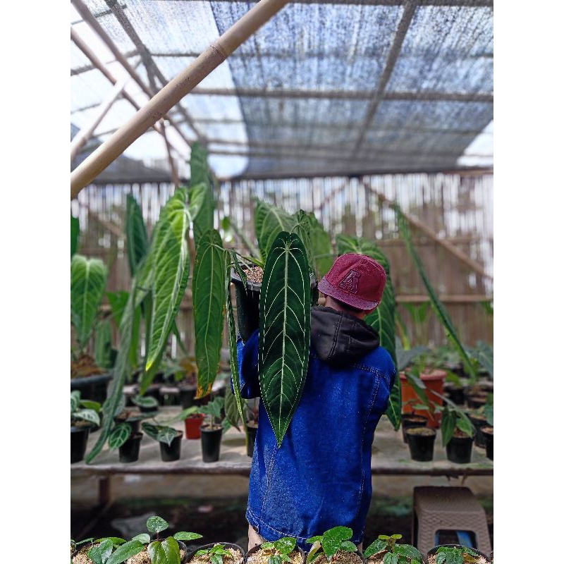 anthurium waroqueanum