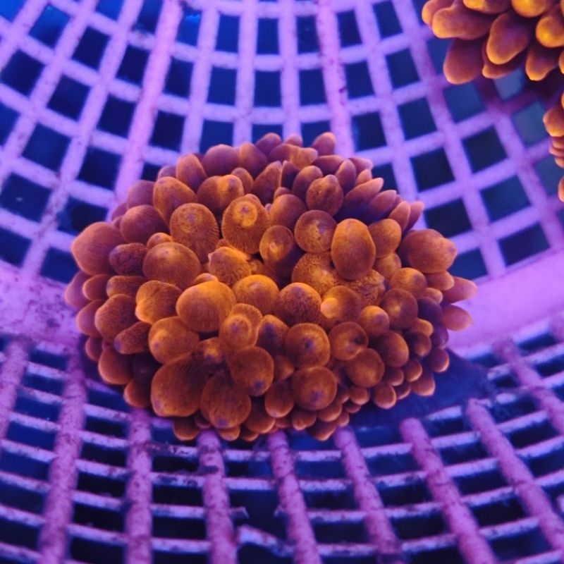 anemon jagung merah M aquarium laut red bubble anemone hias