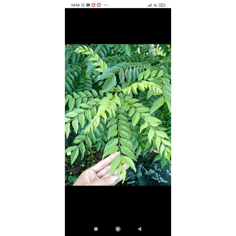 

10,tangkai daun kari/salam koja segar