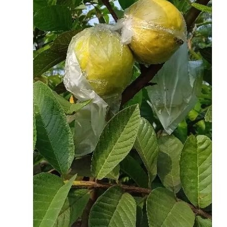 

DAUN JAMBU BIJI UNTUK OBAT