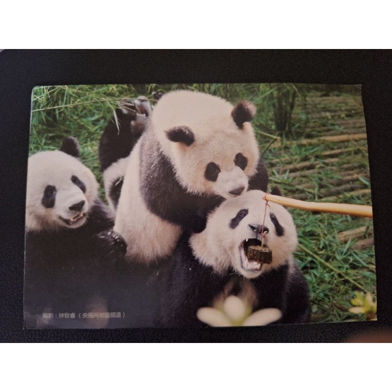 

kartu pos ilustrasi panda/panda postcard