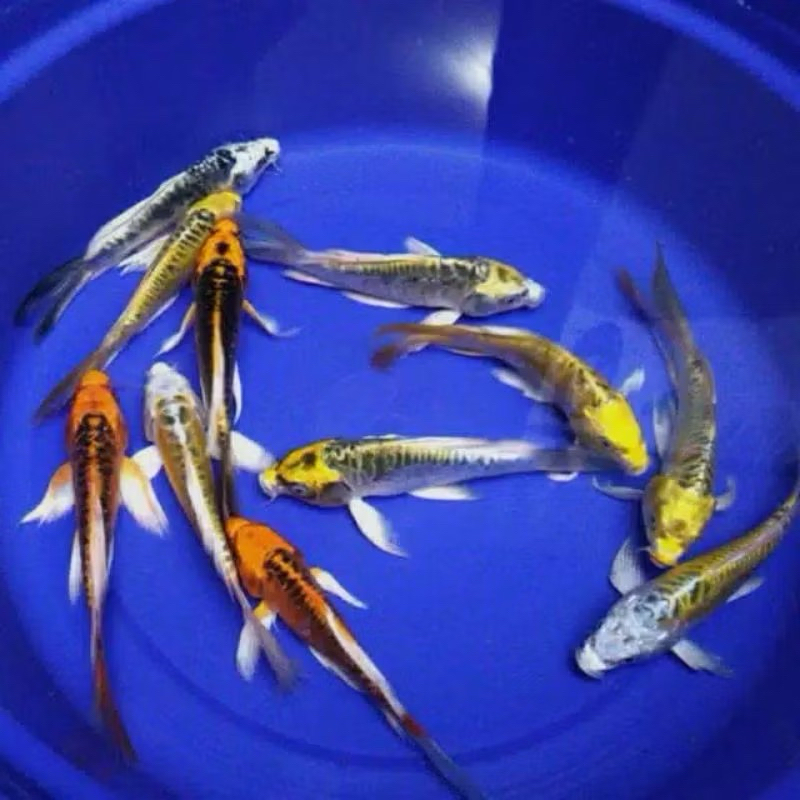 paket koi metalik slayer mix warna paket 5ekor uk 6/10cm